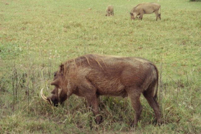 warthogs.jpg